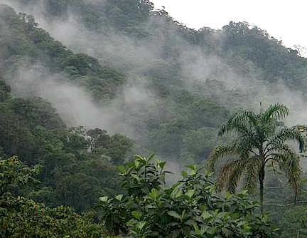 Reforestation in Costa Rica (ntercoctarica.com)