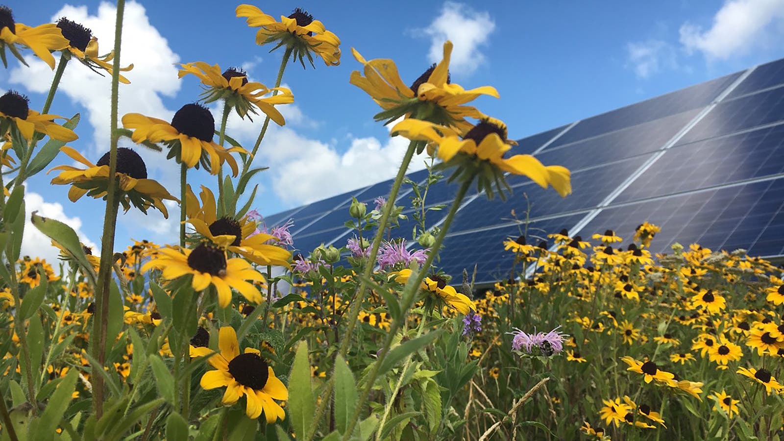 solar farms pollinator native habitat agrivoltaic