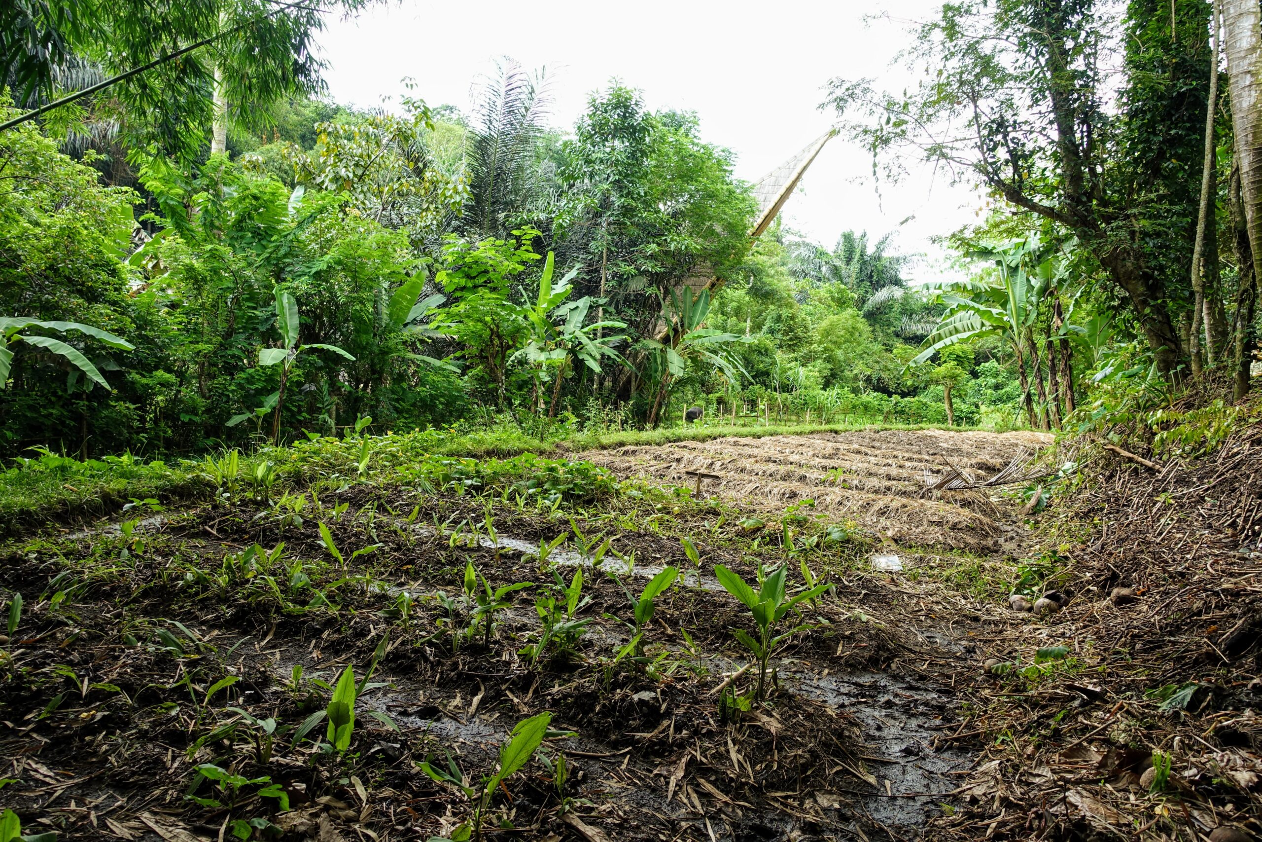 photo of Food Can Be Medicinal & Better For The Planet? image