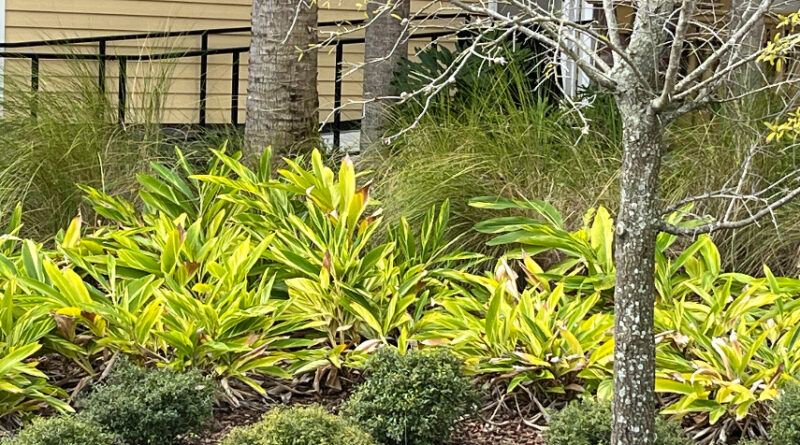 earth-friendly yeard