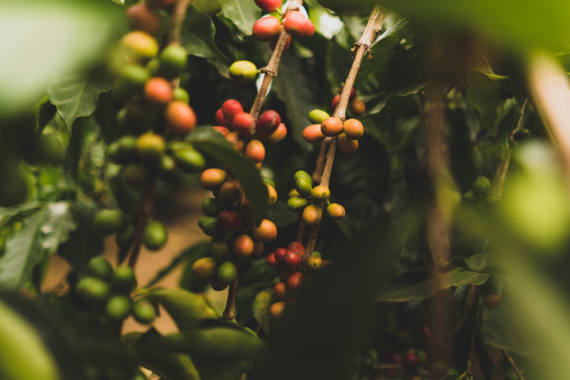 Cotierra’s Biochar Tech Aims to Enrich Colombia’s Coffee Industry