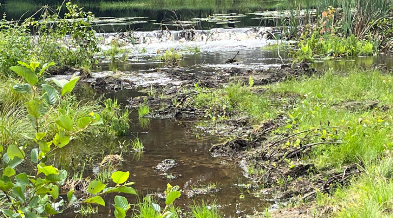 wetland