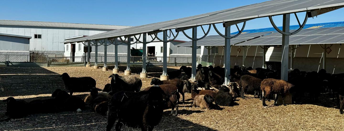 PhotovotaicLivestockGrazing InnerMongolia