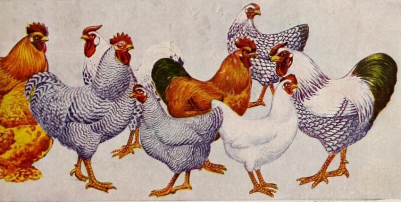 chicken fat energy storage supercapacitor