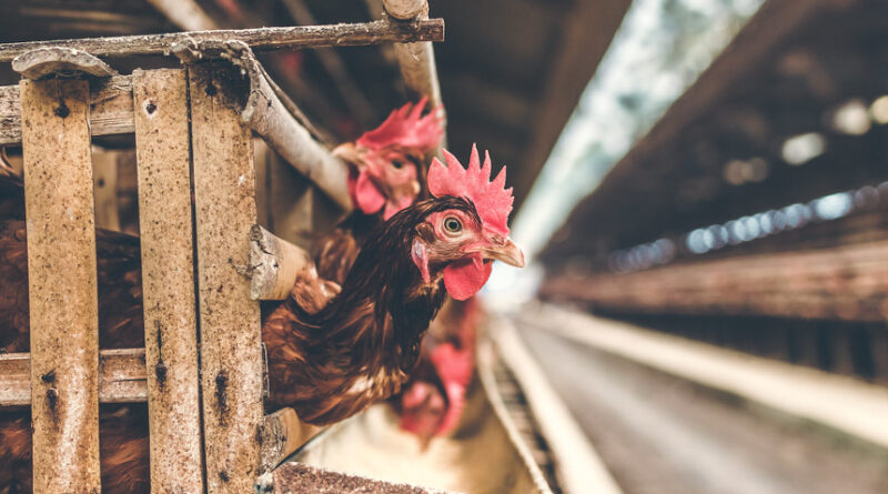 plant-based innovation