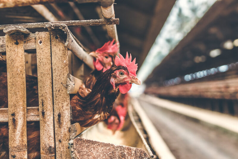 plant-based innovation