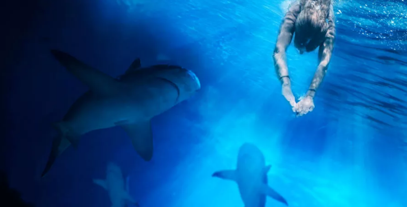 shark attack 360 nat geo wave energy