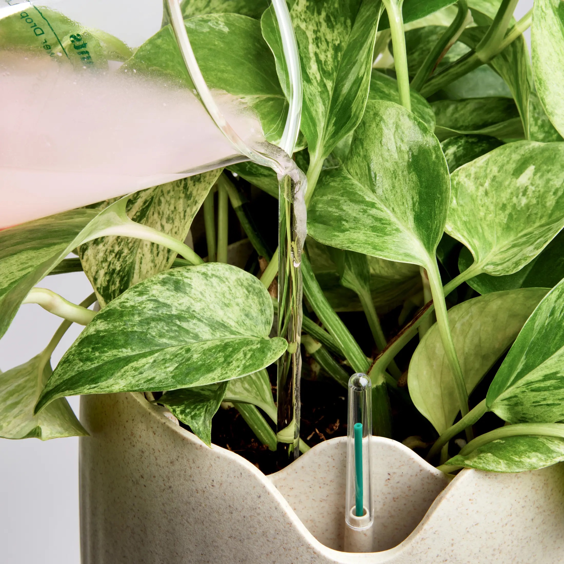 Super Plants to Clean Indoor Air ... Or Something Like That - CleanTechnica