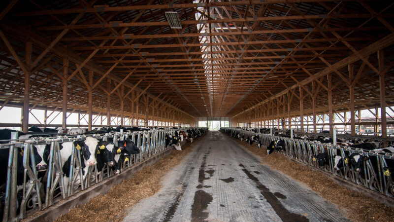cow burps