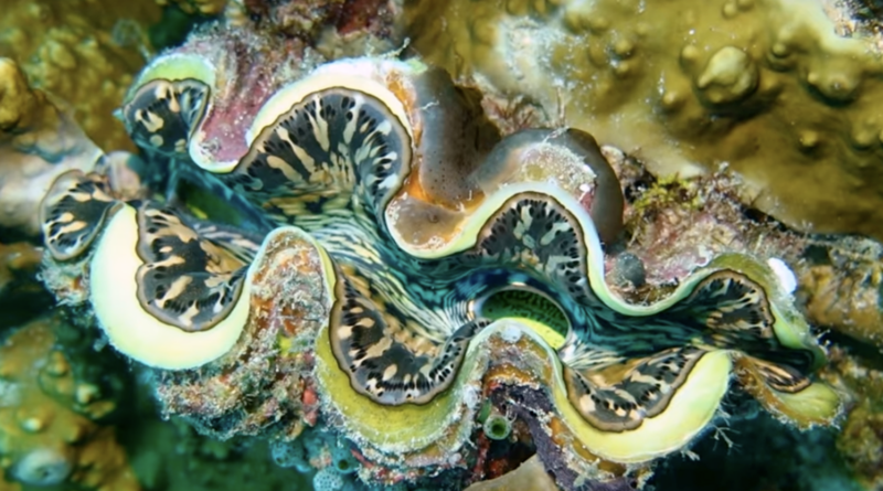 solar cells bioeconomy giant clam yale