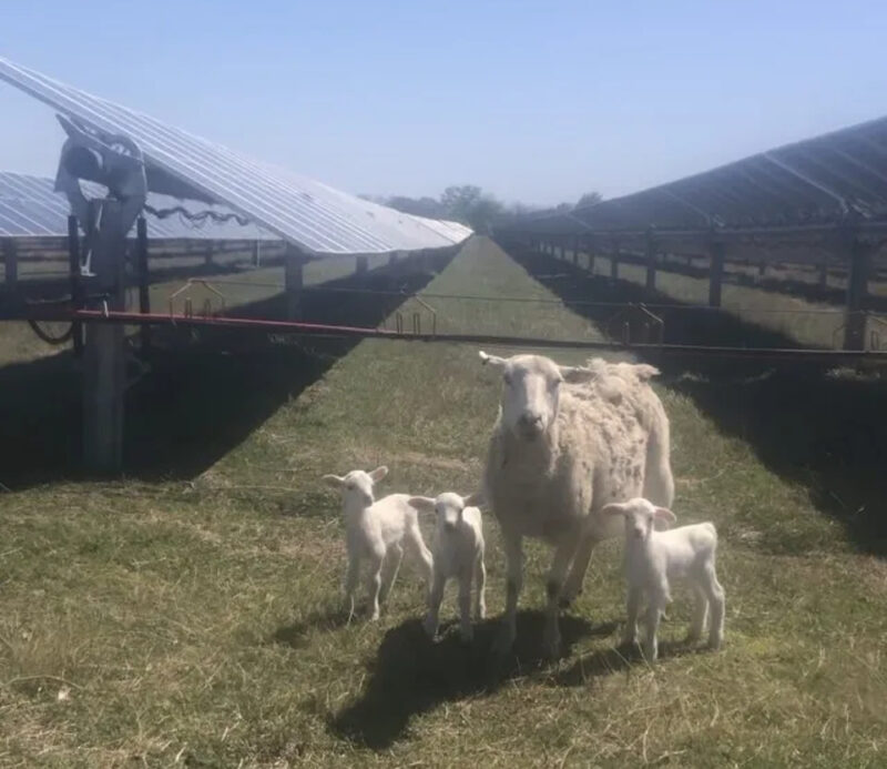 agrivoltaics