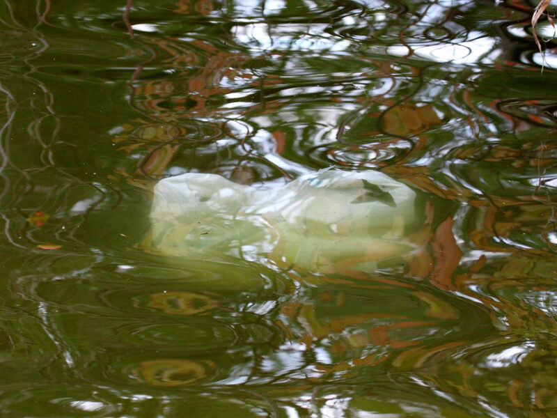 plastic bag ban
