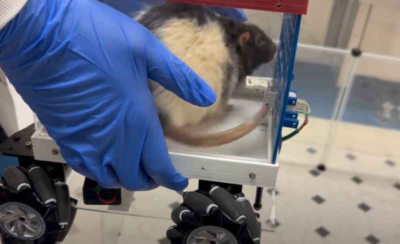 Rats that drive