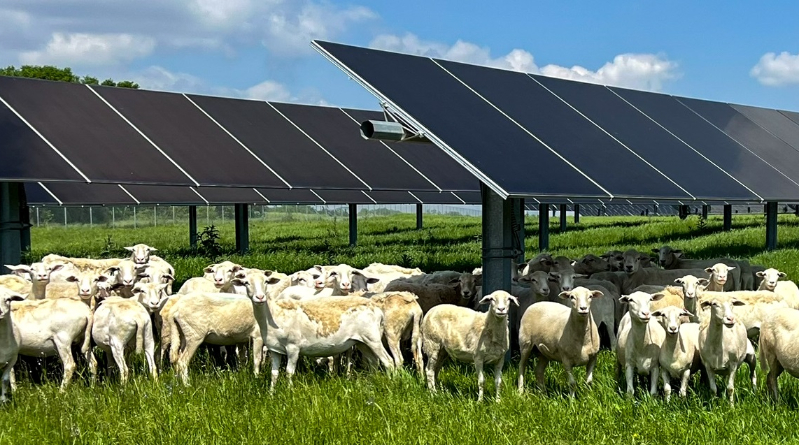 Agrivoltaics With Sheep & Solar Benefit All — Especially The Sheep!
