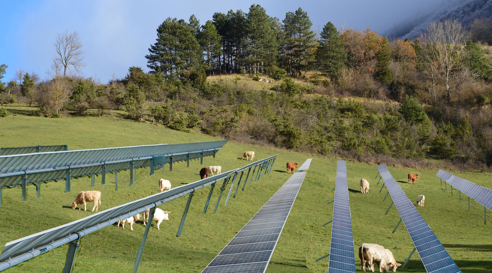 Agrivoltaics Benefit from Comparatively High Acceptance