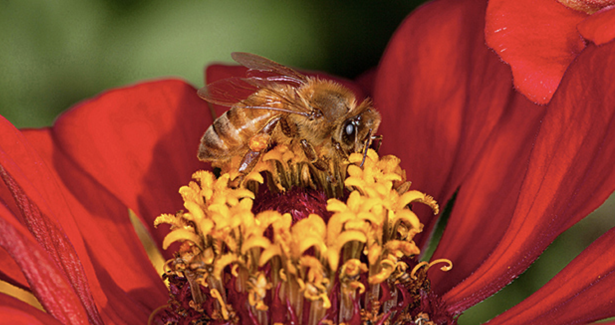 Tesla CEO Heads Back Home, Leaving A Potential Honeybee Crisis Behind