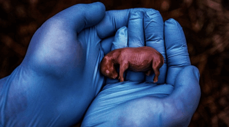 habitat conservation last rhinos species protection