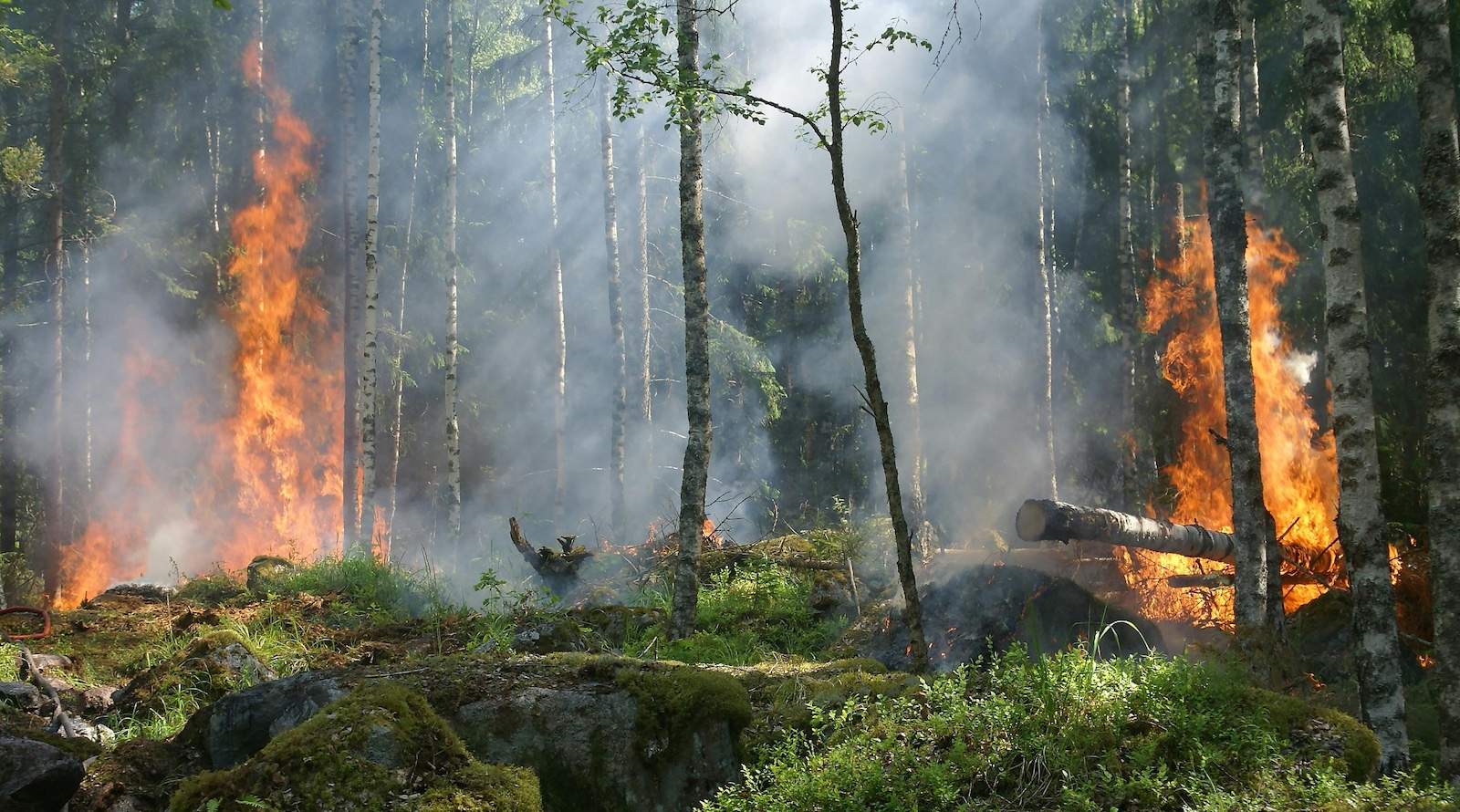 Analysis: Record UK Wildfires Have Burned an Area Twice the Size of Glasgow in 2025