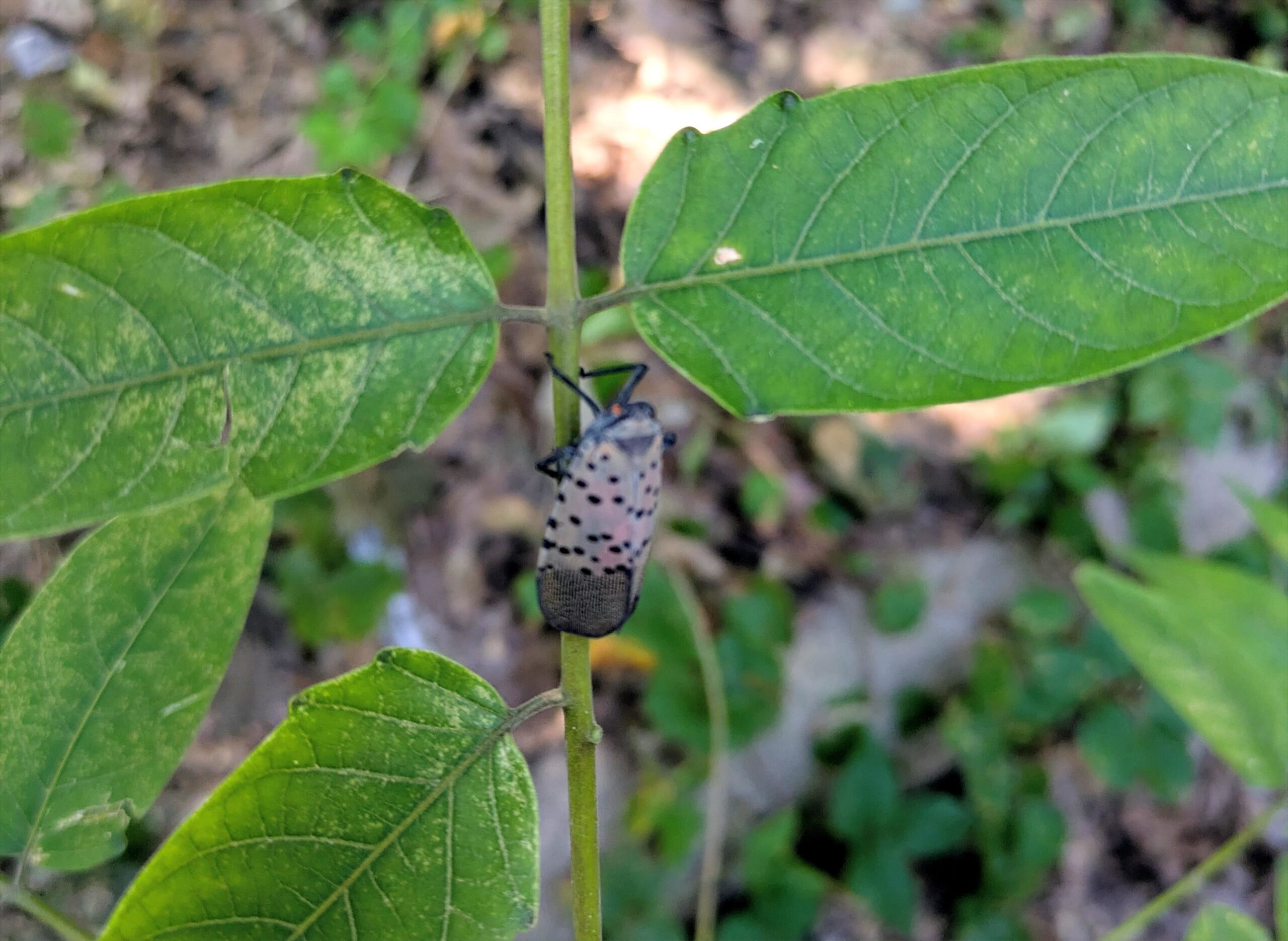 Now Is the Time to Address the Invasive Spotted Lanternfly & Tree of Heaven
