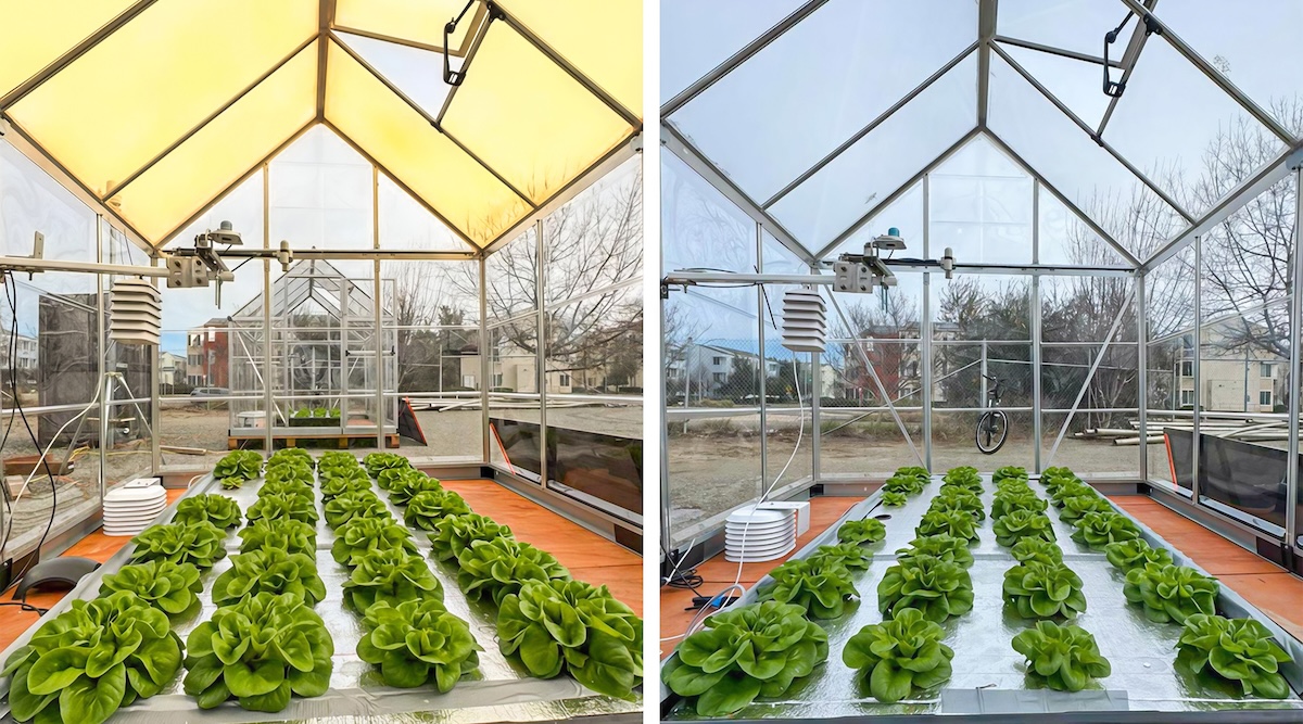 New Solar Glass Cranks Up Lettuce Crop Yields By Almost 40%
