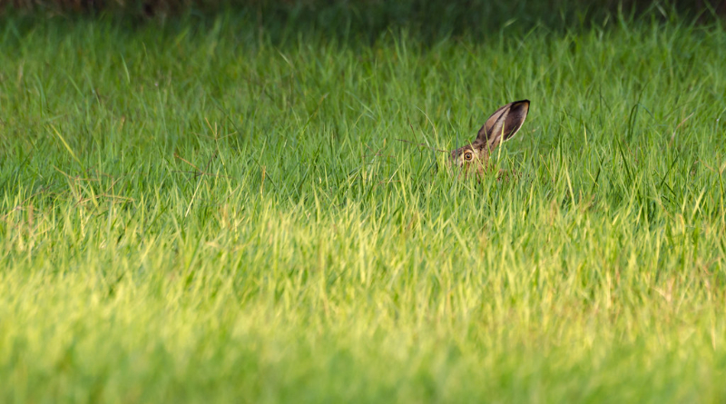 Greenhushing: When Companies Don’t Want To Publicize Their Climate Progress