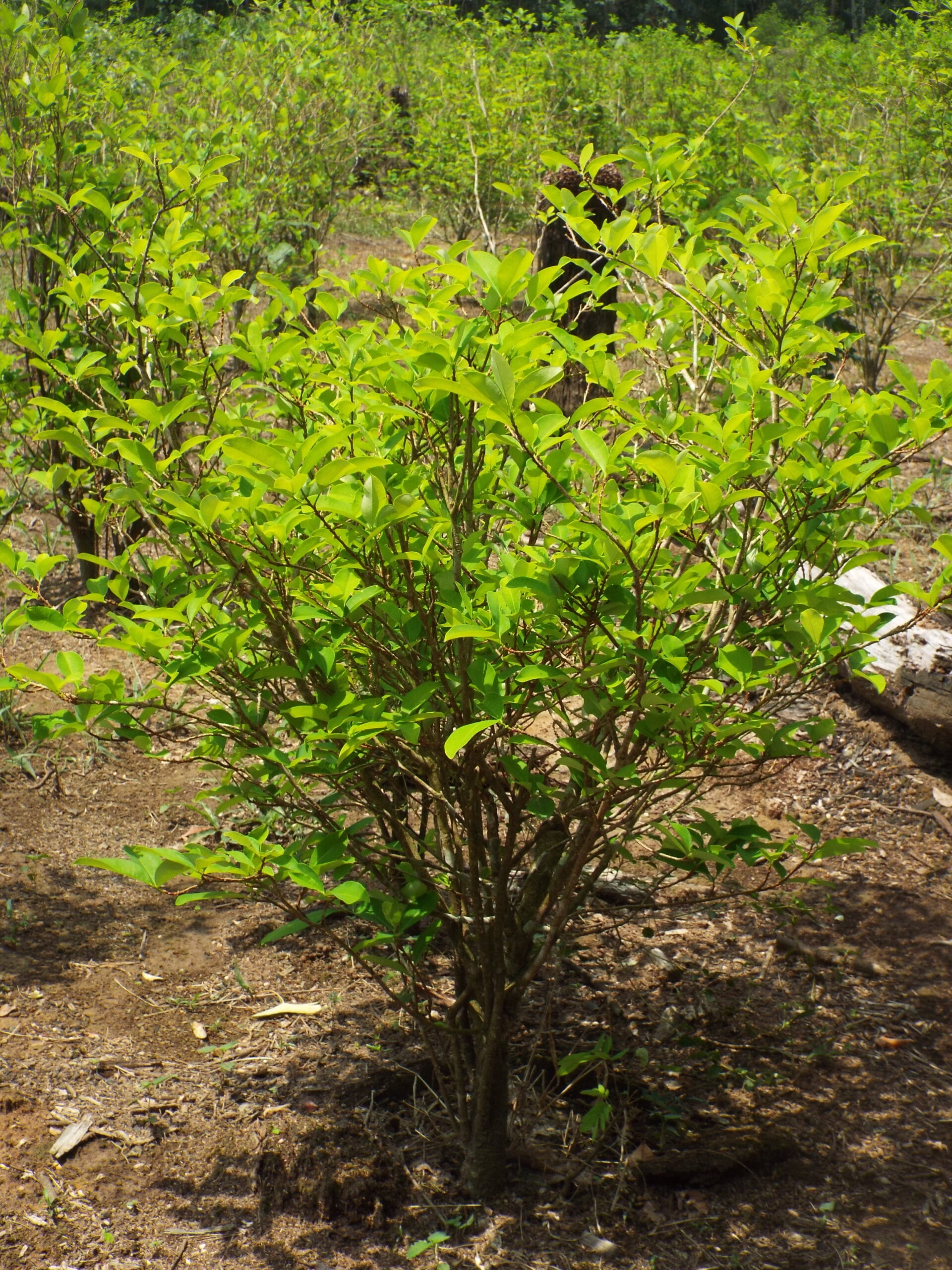 Oil & The Narco: A Radical Perspective Regarding Cleantech’s Role Amidst the War on Drugs - CleanTechnica