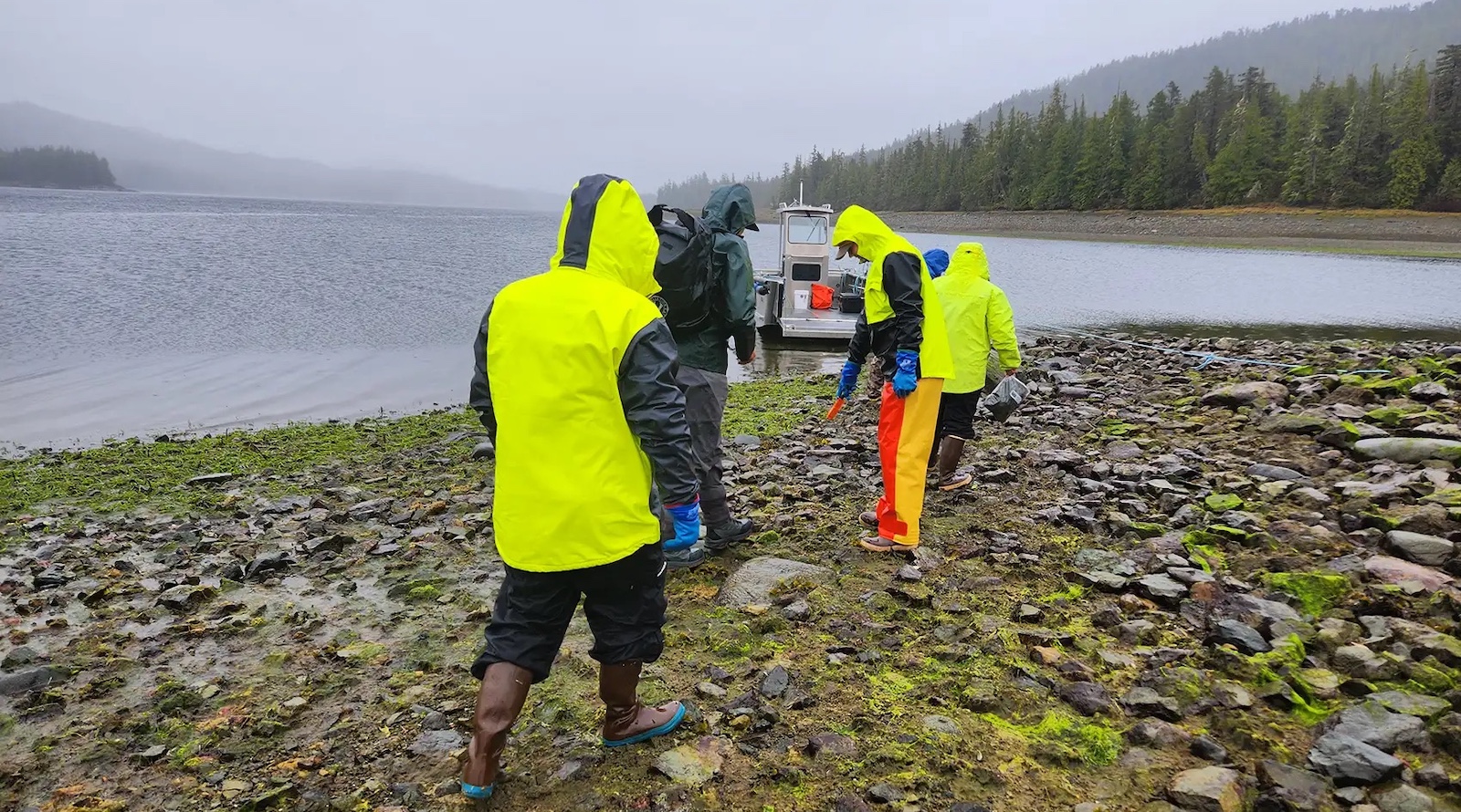 A Phyto Finish: Could Seaweed Be Mined for Critical Minerals?