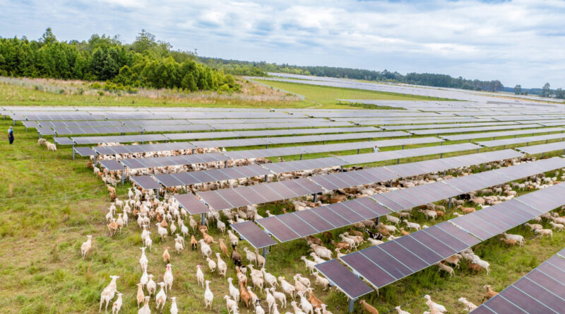 agrivoltaics with sheep
