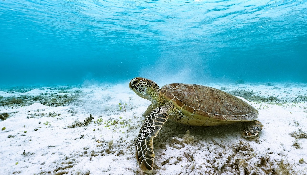 Trump Administration Proposes Fundamentally Weakening Endangered Species Act with Harmful, New Rules