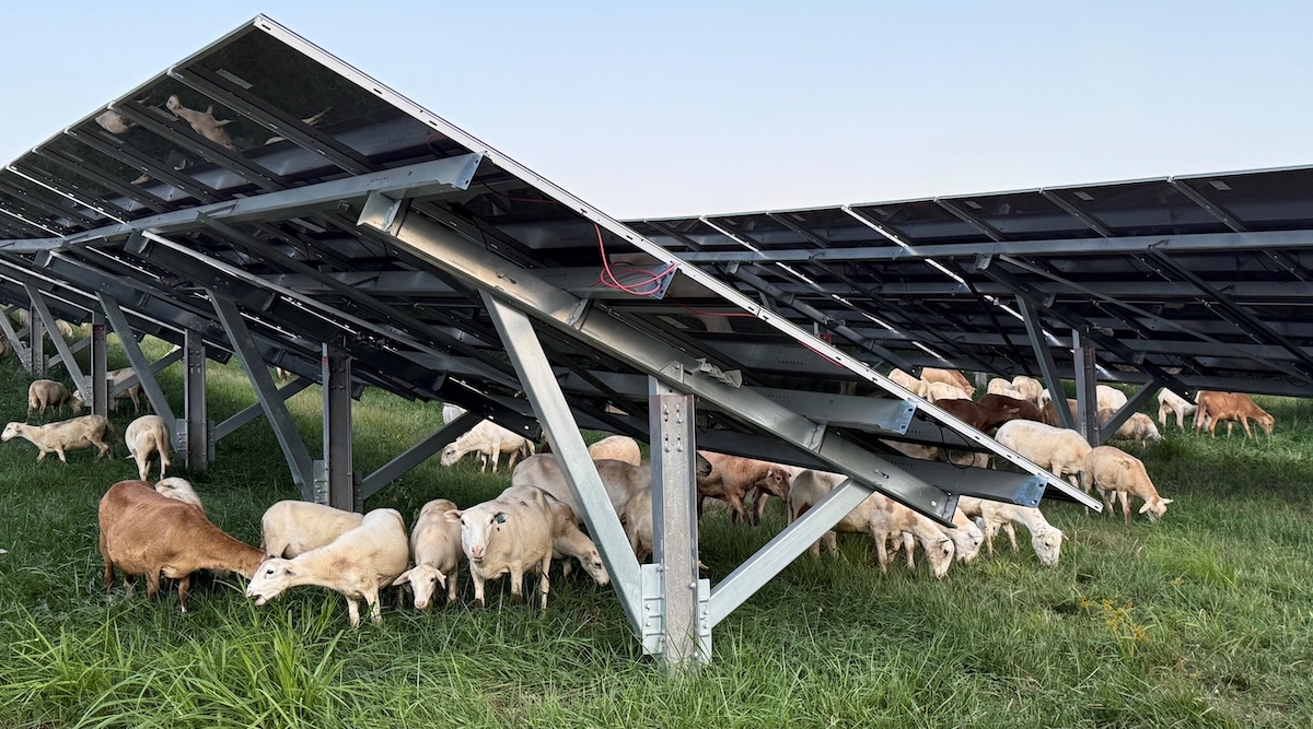 Sheep Make The Case For Solar Power In Deep Red Coal State