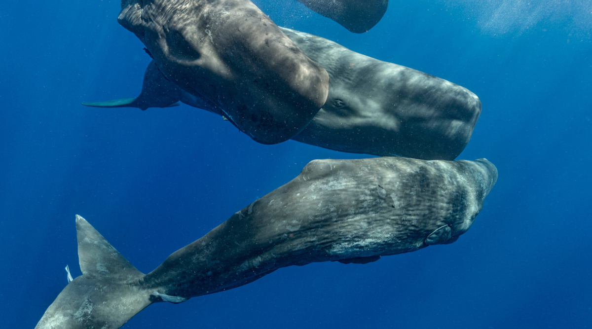 Sperm Whales Have Their Own Language. Does That Mean They Have Legal Rights?