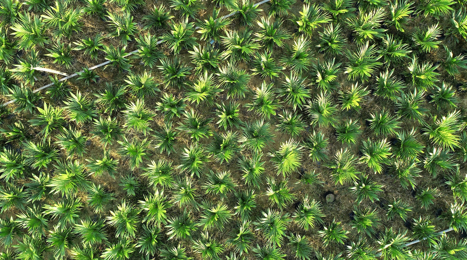 EU to Phase Out Damaging Soy Biofuels