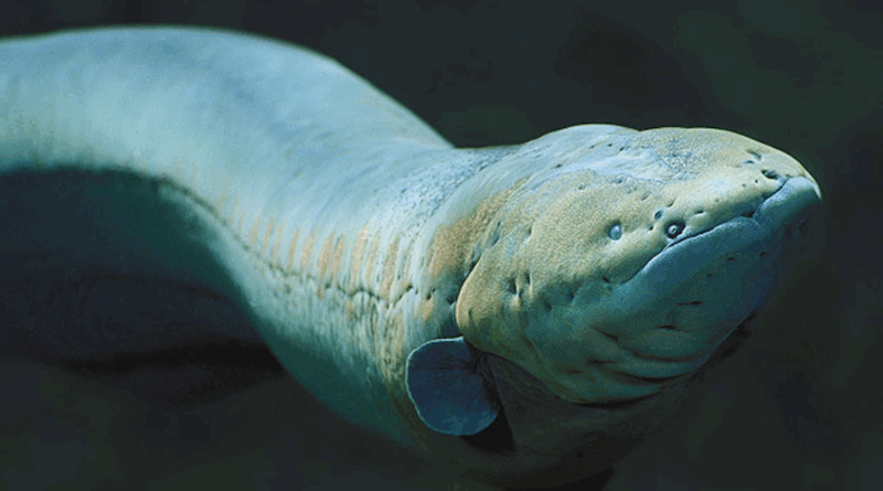 electric fish via national aquarium