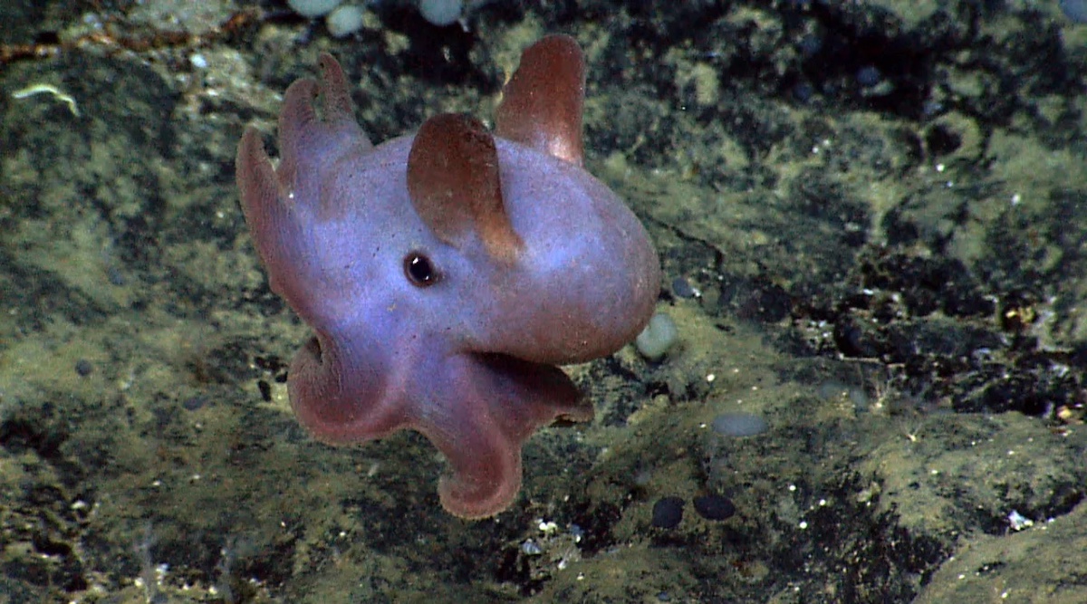 The Trump Administration Is Racing to Launch the Deep-Sea Mining Industry, Despite Huge Risks and Broad Opposition