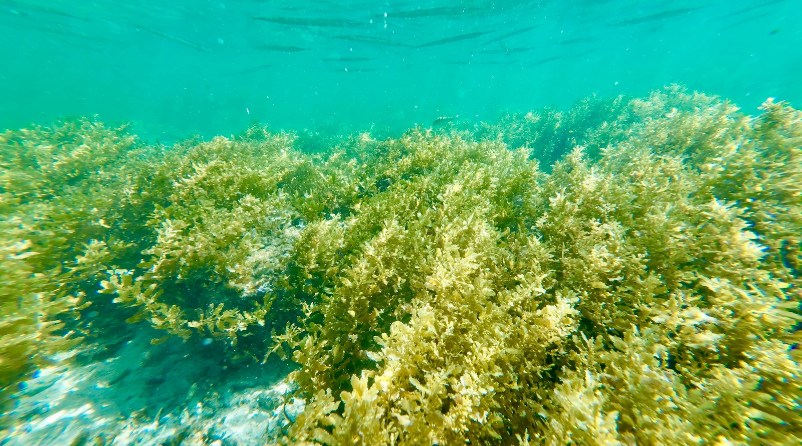 Seaweed Blooms Suggest The Ocean Is Geoengineering Itself
