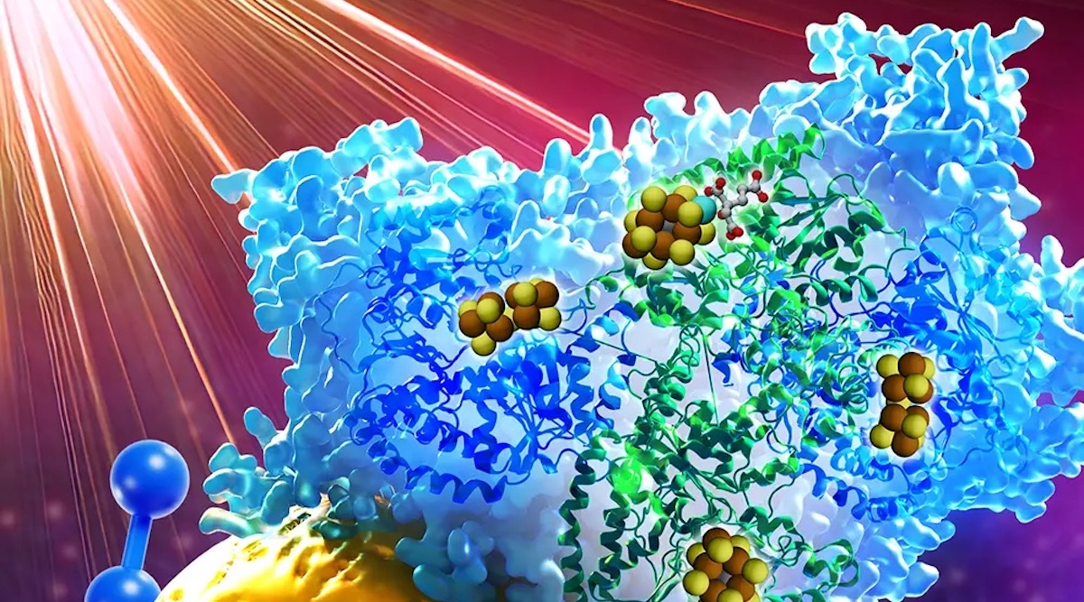 Could Light Be Used To Drive Enzymes for Efficient Ammonia Production?