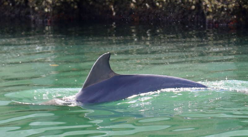 Blue Origin Wants To Pollute A Pristine Florida Waterway — Just Say No