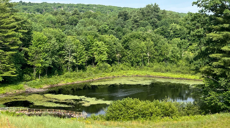 US forests