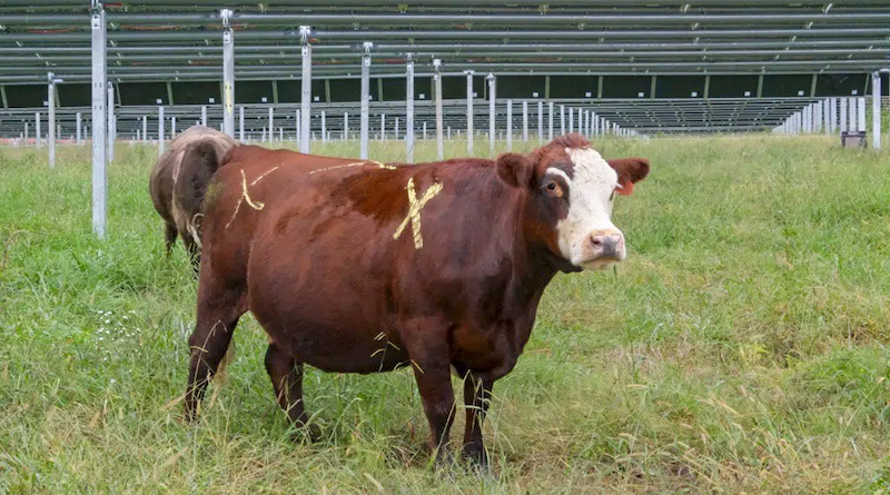 solar grazing cattle ranchers Silicon Ranch
