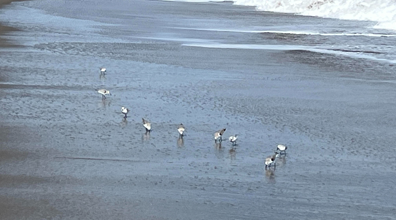 Turn Off The Lights: Birds Are Migrating
