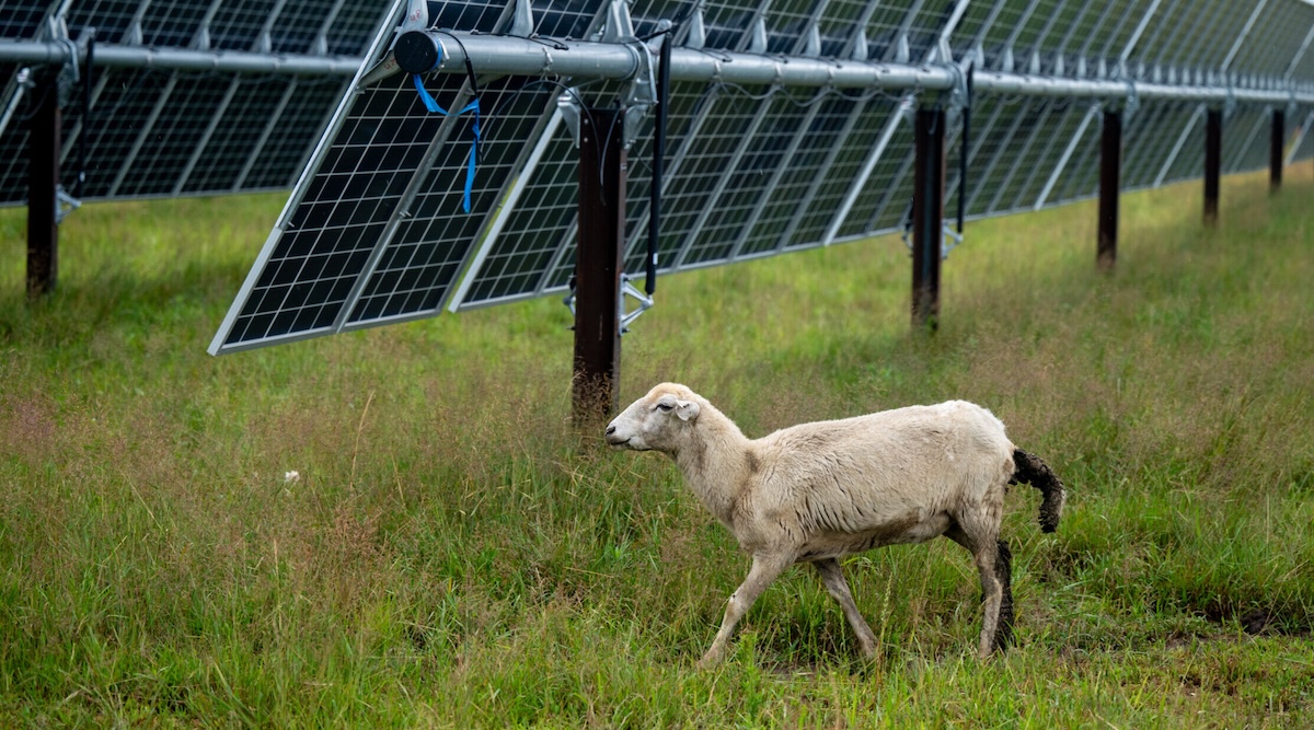 Trump Must Absolutely Love Solar Panels, Because They Help…